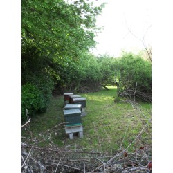 Rucher sous bois mfm86