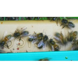 Conciliabule entre abeilles sur plateau d'envol - mfm86