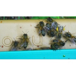 Réunion d'abeilles sur plateau d'envol - belle pelote de pollen !