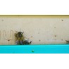 Abeilles sentinelles : qui va là ?