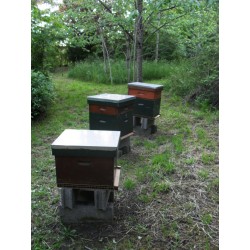 Quelques ruches de Pouzioux