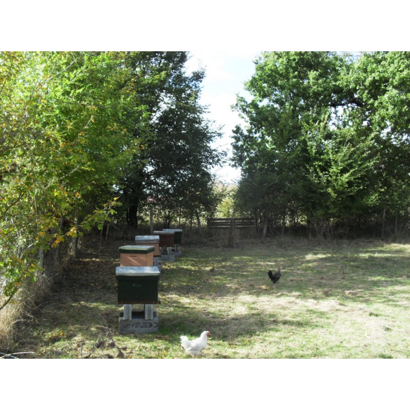 Les abeilles et les poules peuvent faire bon voisinage - mfm86
