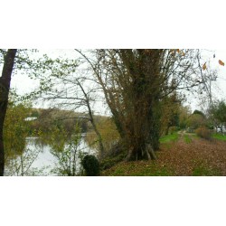 Les abeilles du Moulin-Milon ont l'eau courante en bas des ruches (la Vienne) - mfm86