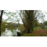 Les abeilles du Moulin-Milon ont l'eau courante en bas des ruches (la Vienne) - mfm86
