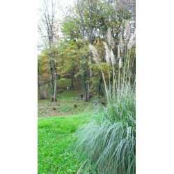 Vue sur ruche du Moulin-Milon depuis un massif d'herbe de la pampa (caramba !) - mfm86